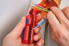 KNIPEX-Abmantelungswerkzeug
ErgoStrip - P5412.0005 - More 3